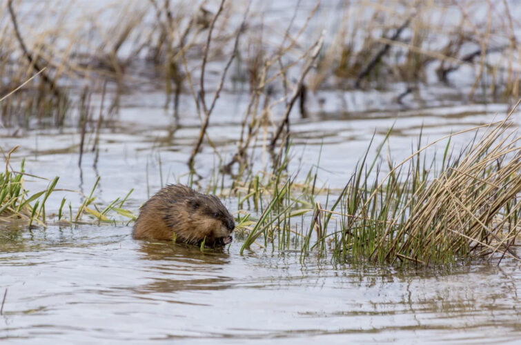 New tool in fight against Great Lakes invasive species: muskrats